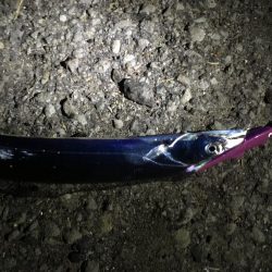 深夜の太刀魚釣り